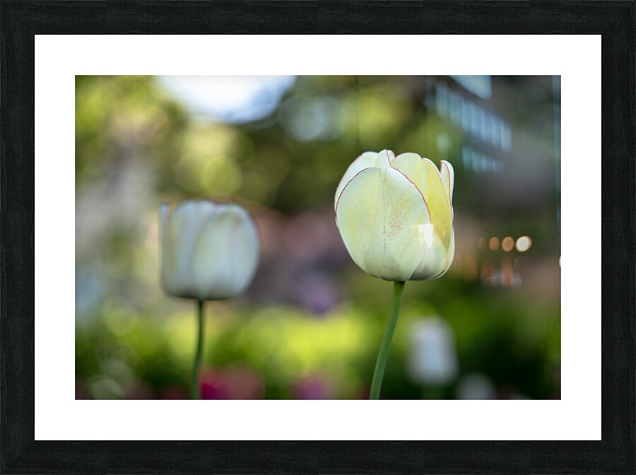 Pure and Simple Picture Frame print