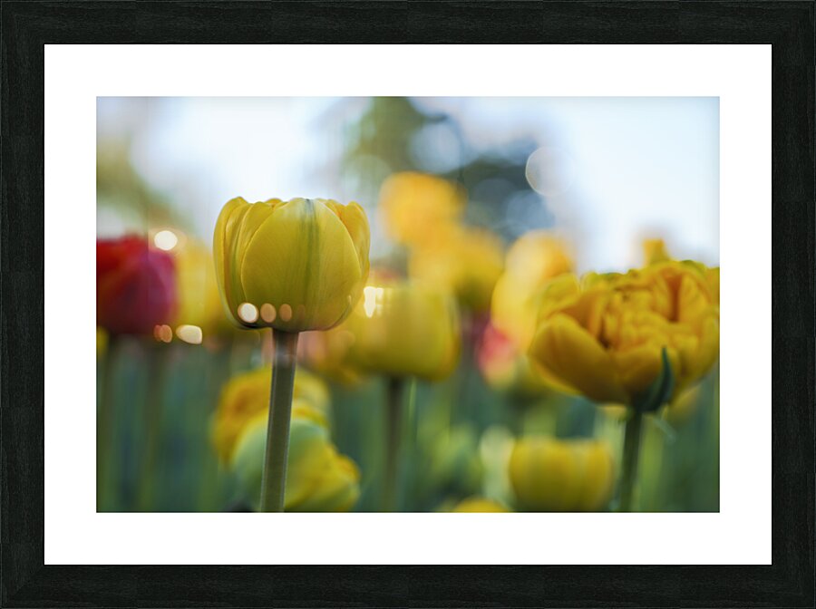 Unique Picture Frame print