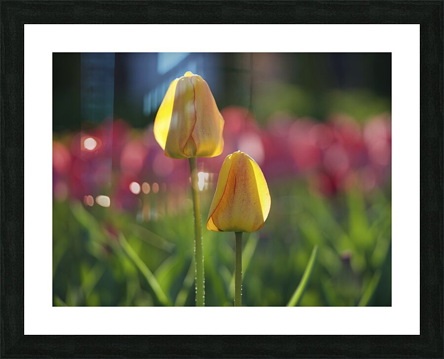 Two of a Kind Picture Frame print