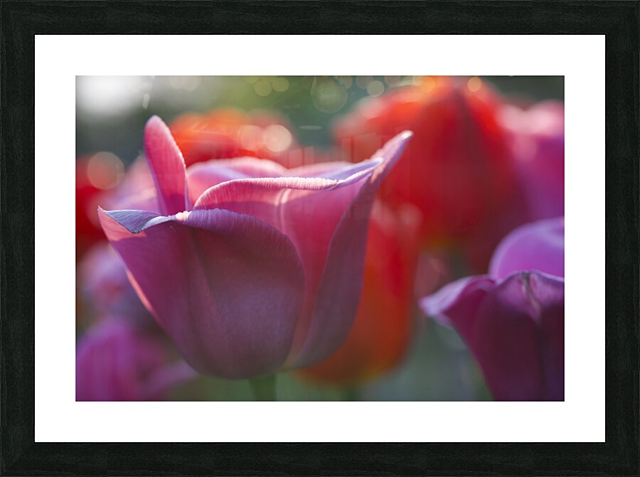 Timid Picture Frame print