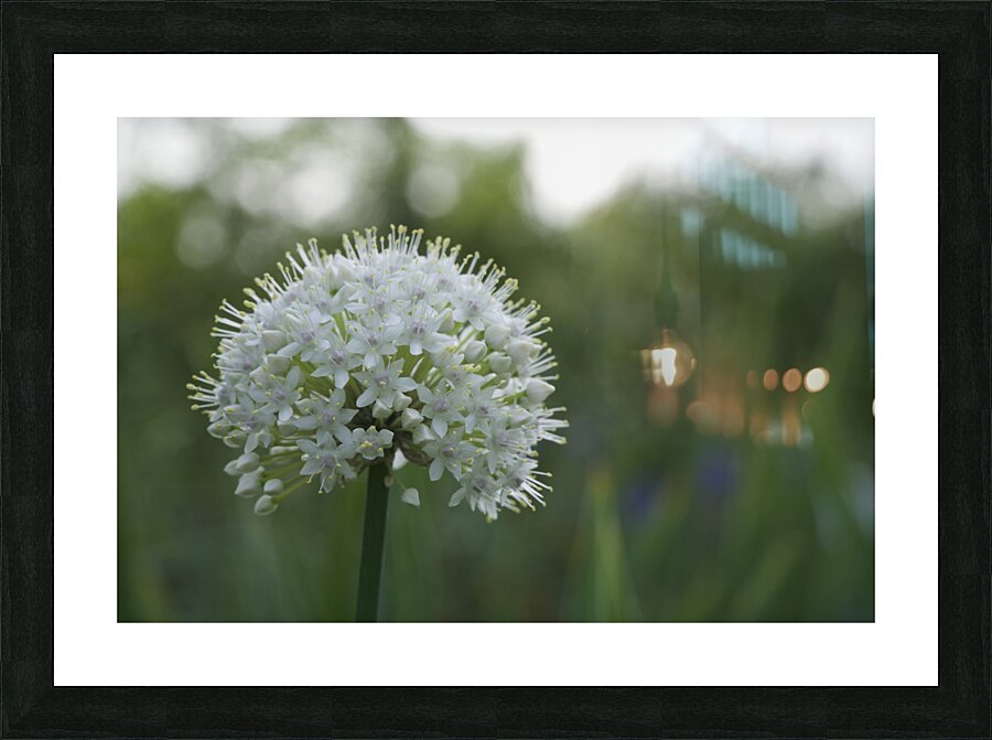 The White One Picture Frame print