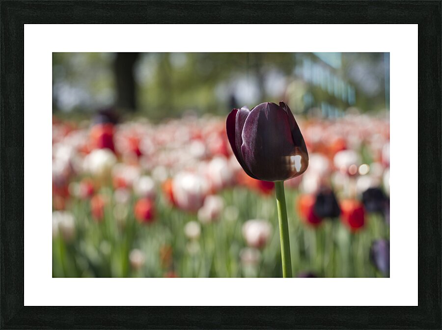 The Queen Picture Frame print