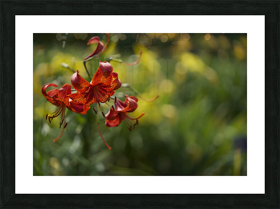 Tiger Lilies Picture Frame print