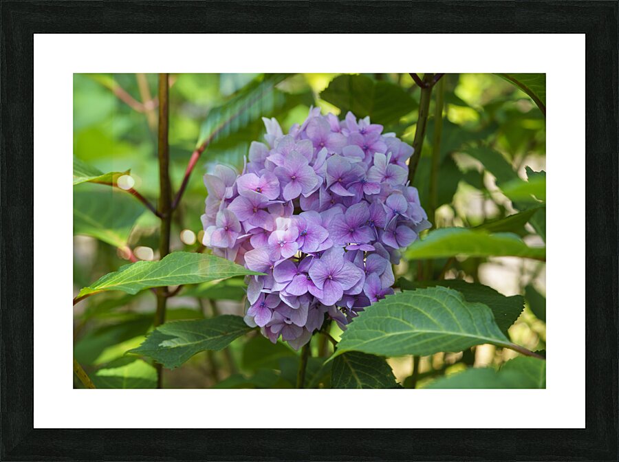 Pretty in Purple Picture Frame print