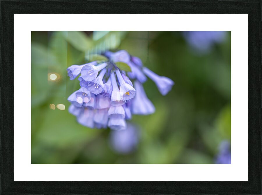 Petites Clochettes Picture Frame print