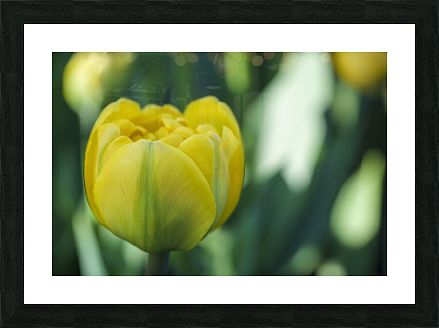 Pretty in Yellow Picture Frame print