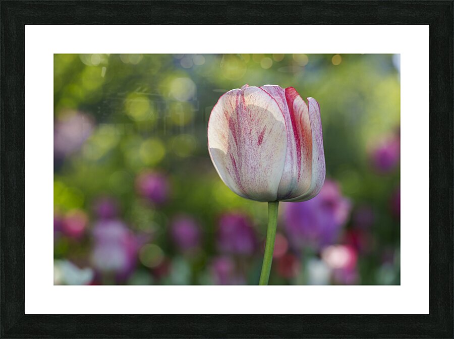 Looking Good Picture Frame print