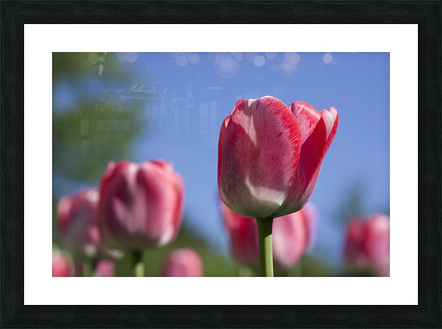 Oh Mother Picture Frame print