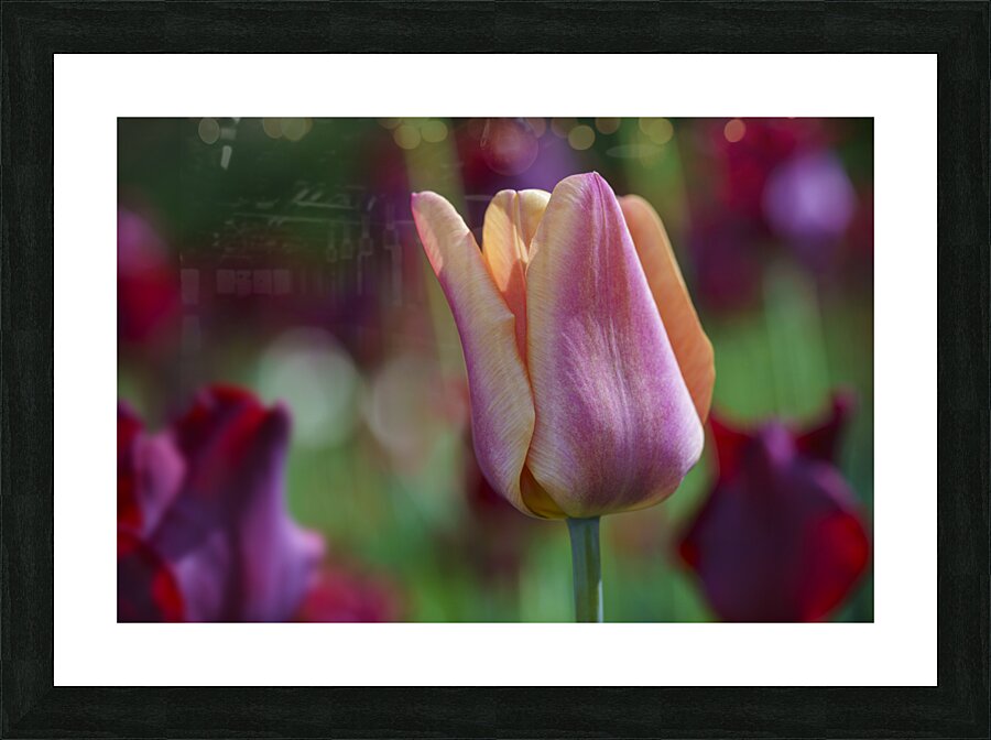 Glowing Lady Picture Frame print