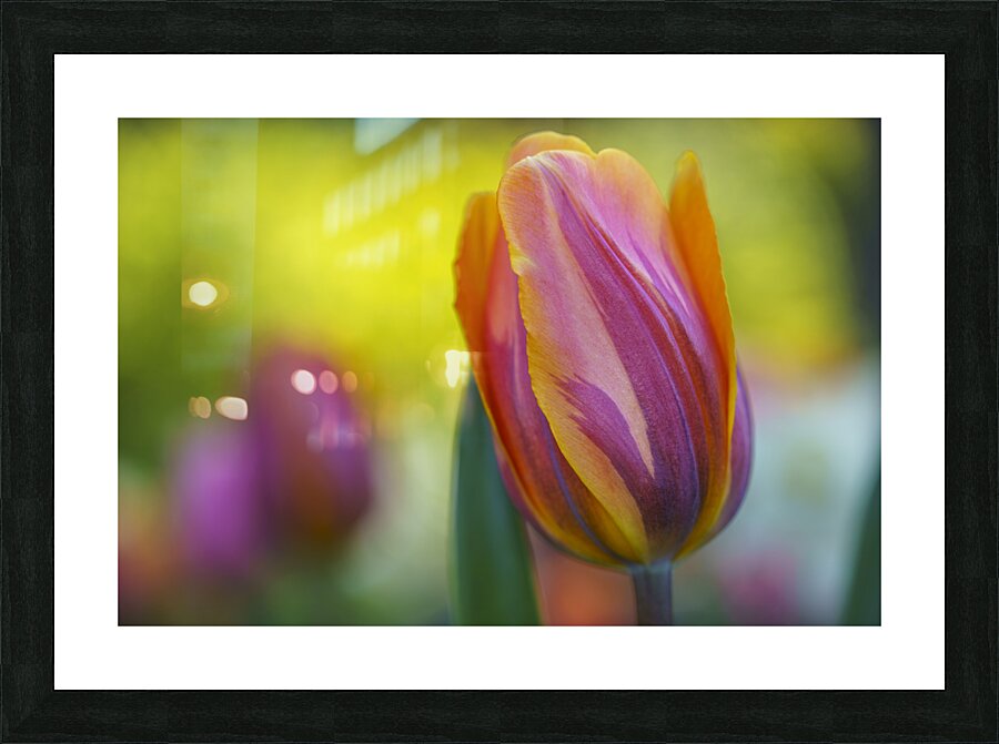 Freshness Overload Impression et Cadre photo