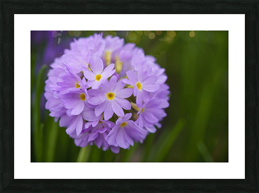 Drumstick Picture Frame print