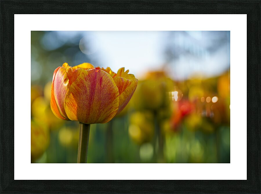 Falling for You Picture Frame print