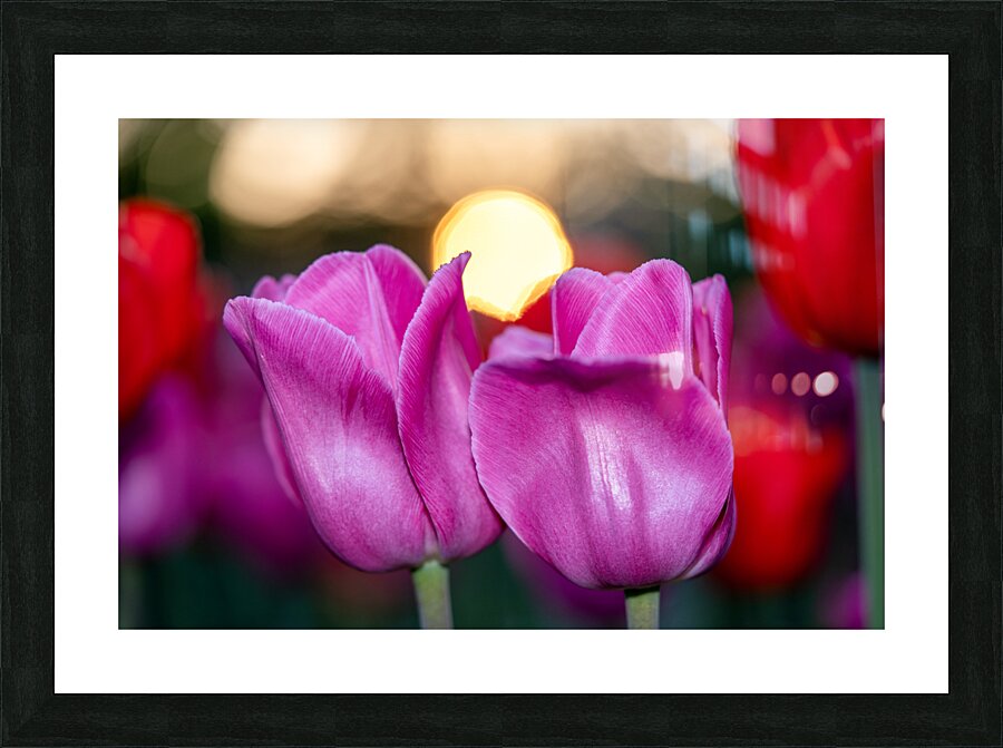 Two Amigos Picture Frame print