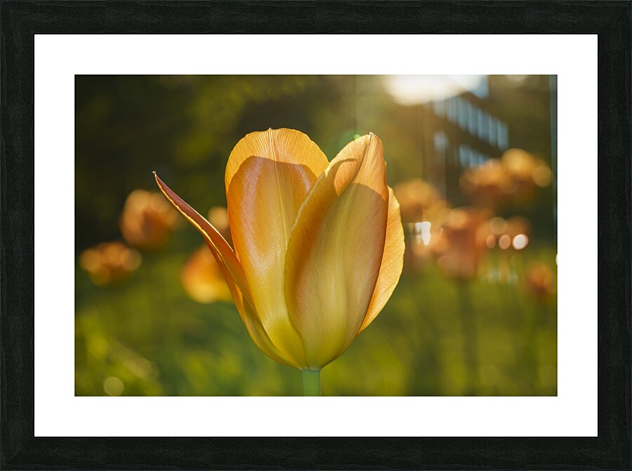 Wonderful Day Impression et Cadre photo