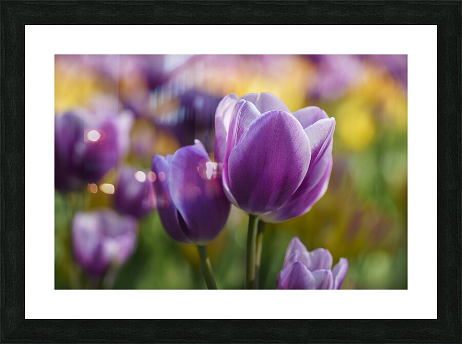 A Touch of Purple Picture Frame print