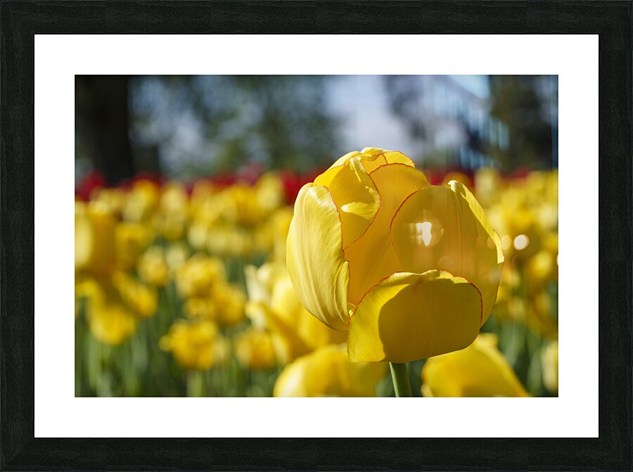 Amongst Others Picture Frame print