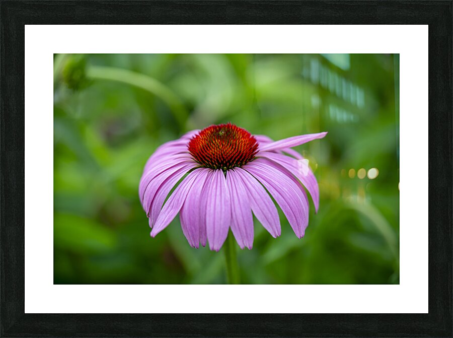 Ruby Star Impression et Cadre photo