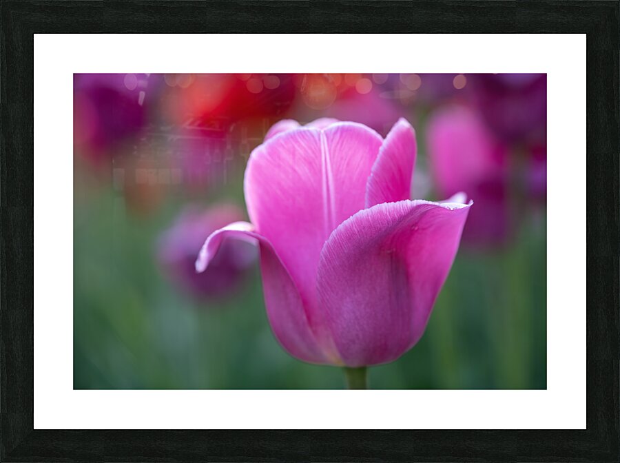 Pretty as a Tulip Picture Frame print