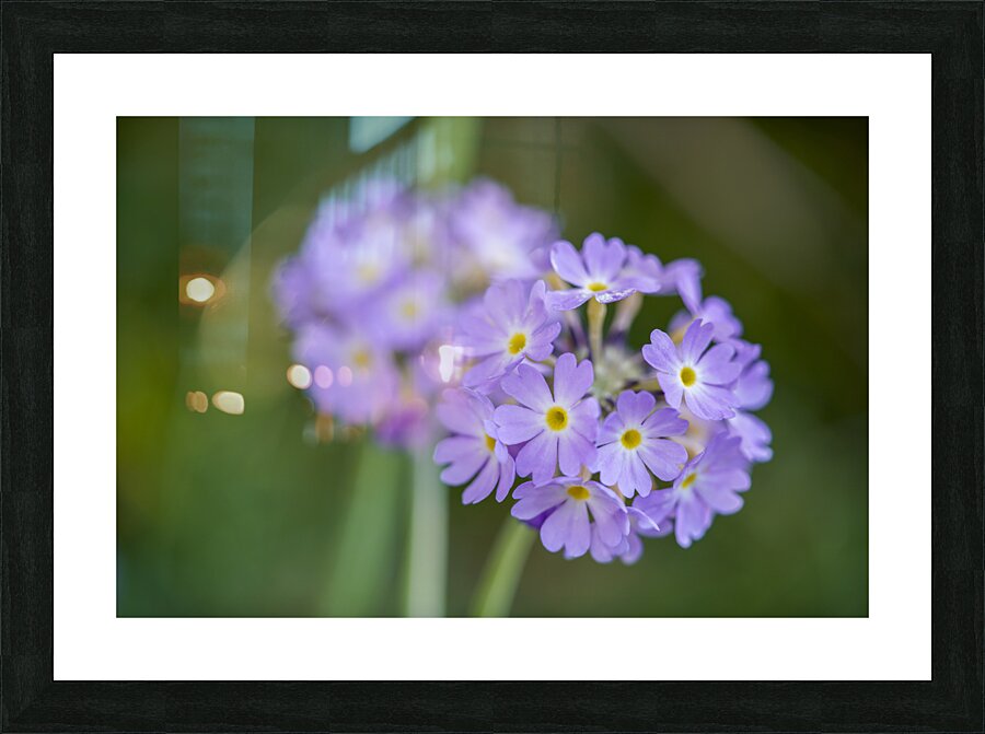 Drumsticks Picture Frame print