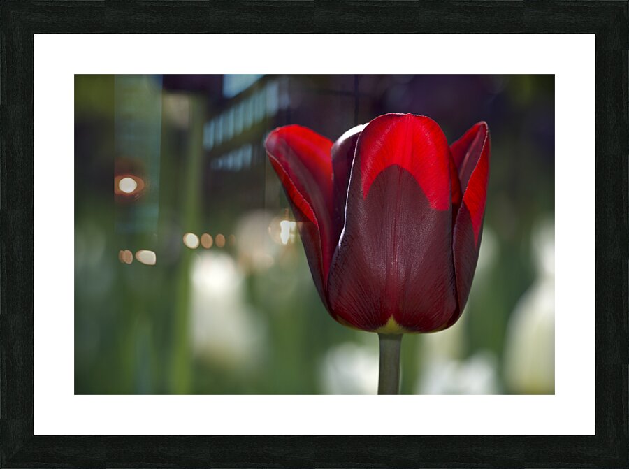 Exquisite Beauty Picture Frame print