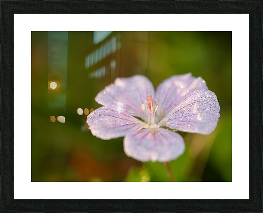 Pretty Pretty Picture Frame print