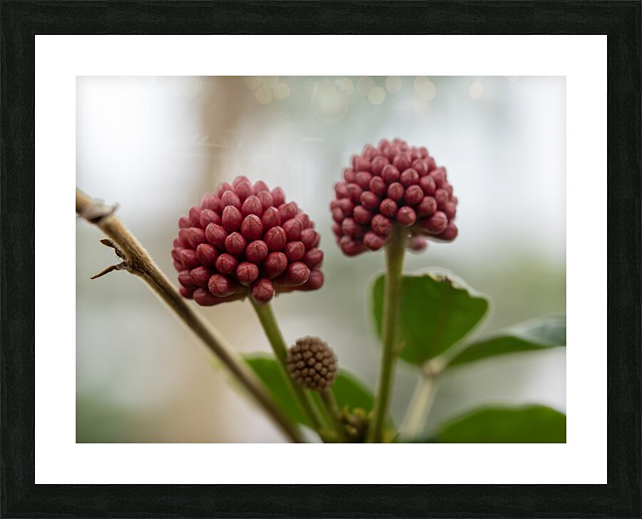 Powder Puff Buds Impression et Cadre photo