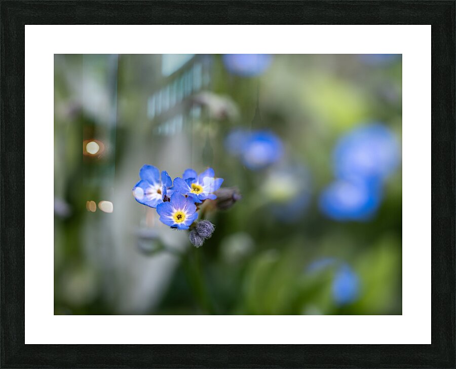 Beauties in Blue Picture Frame print