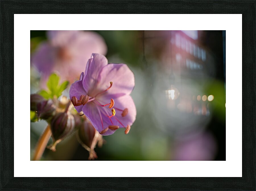 Catching Sun Rays Picture Frame print