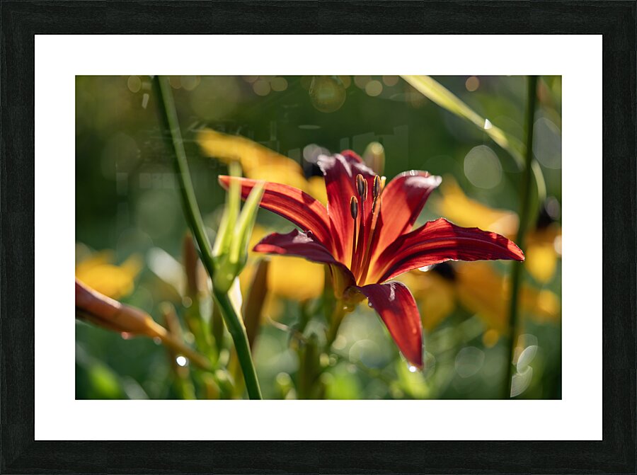 In the Field Picture Frame print