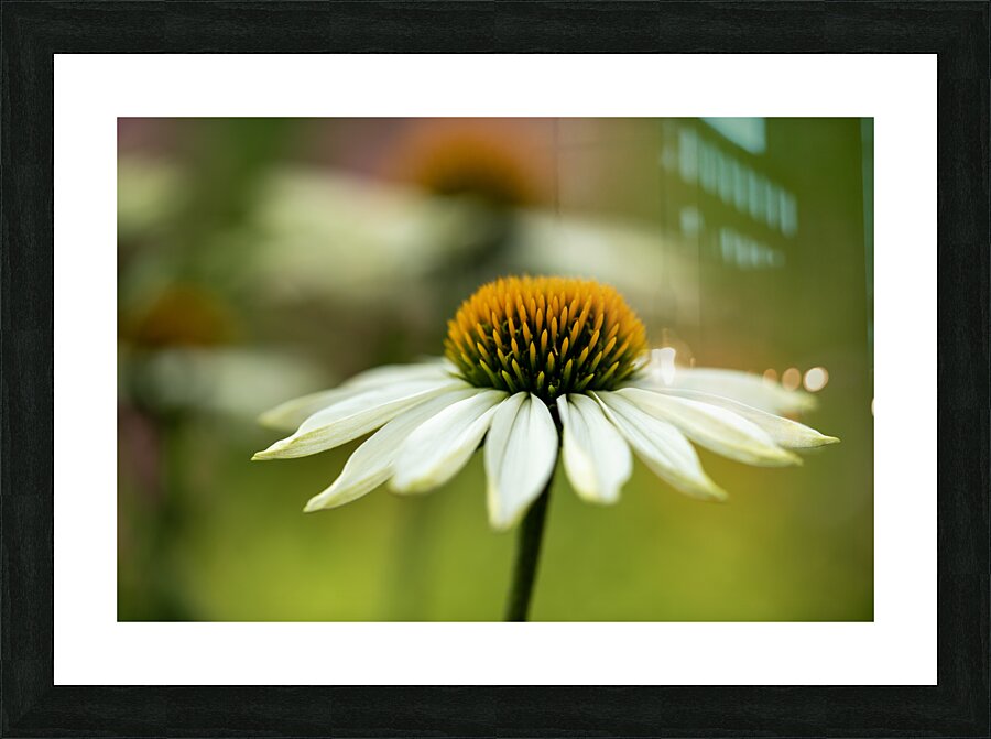 White Swan Picture Frame print