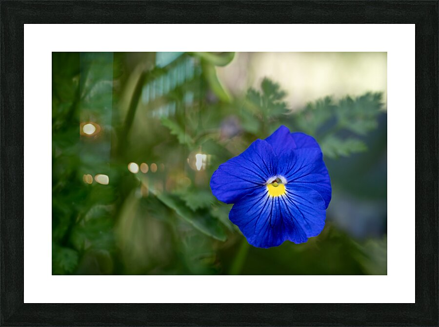 Velvety Blue Picture Frame print