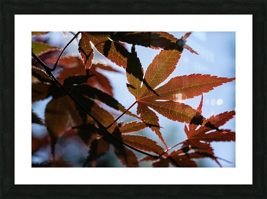 Striking Leaves Picture Frame print