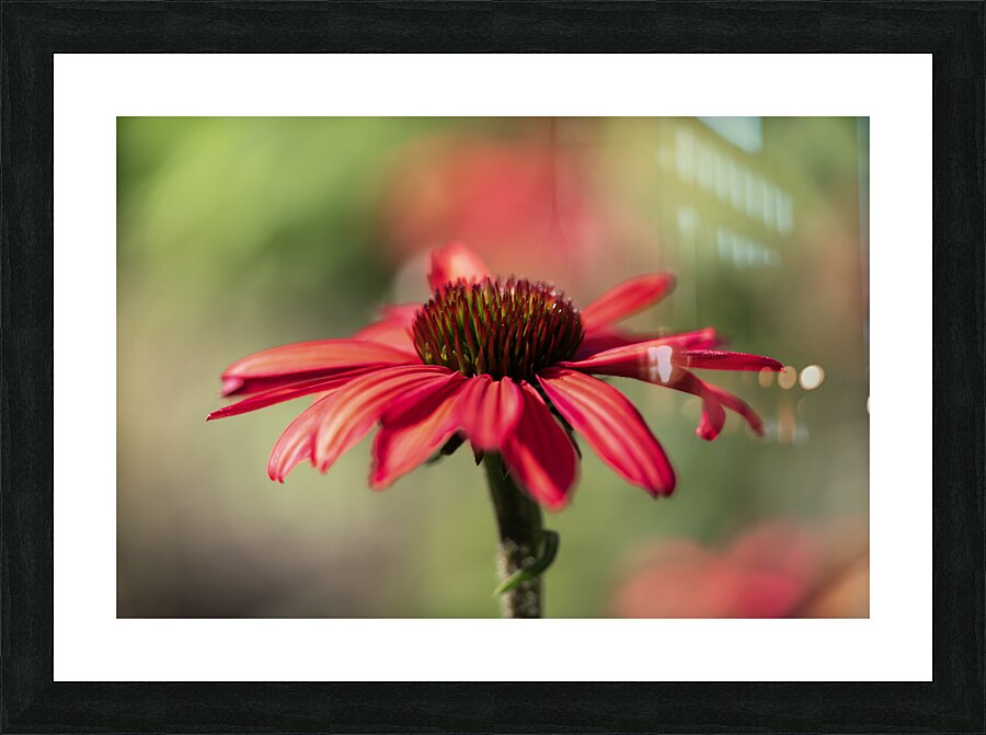 Simply Red Picture Frame print