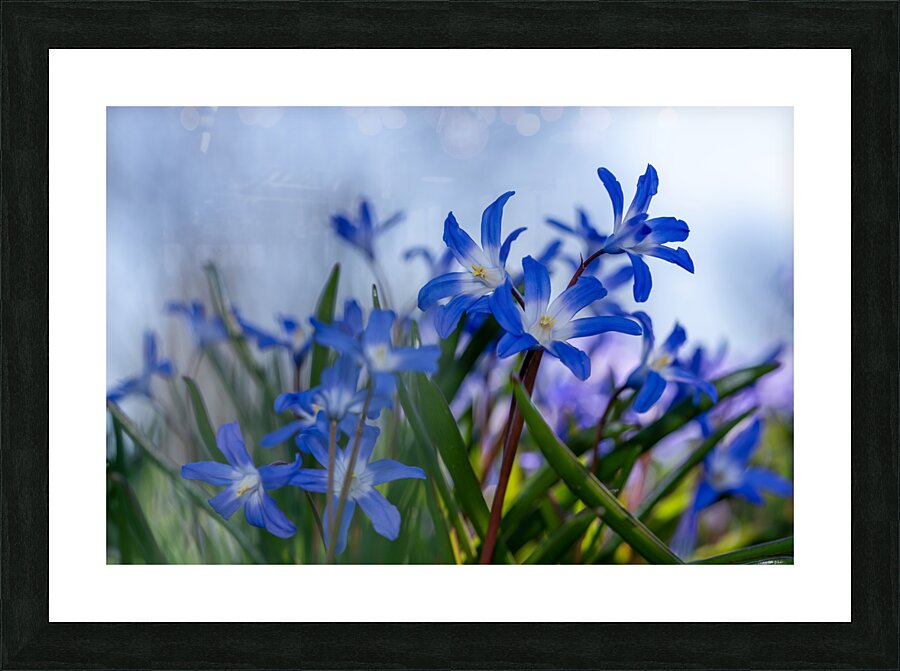 Little Blue Bulbs Picture Frame print