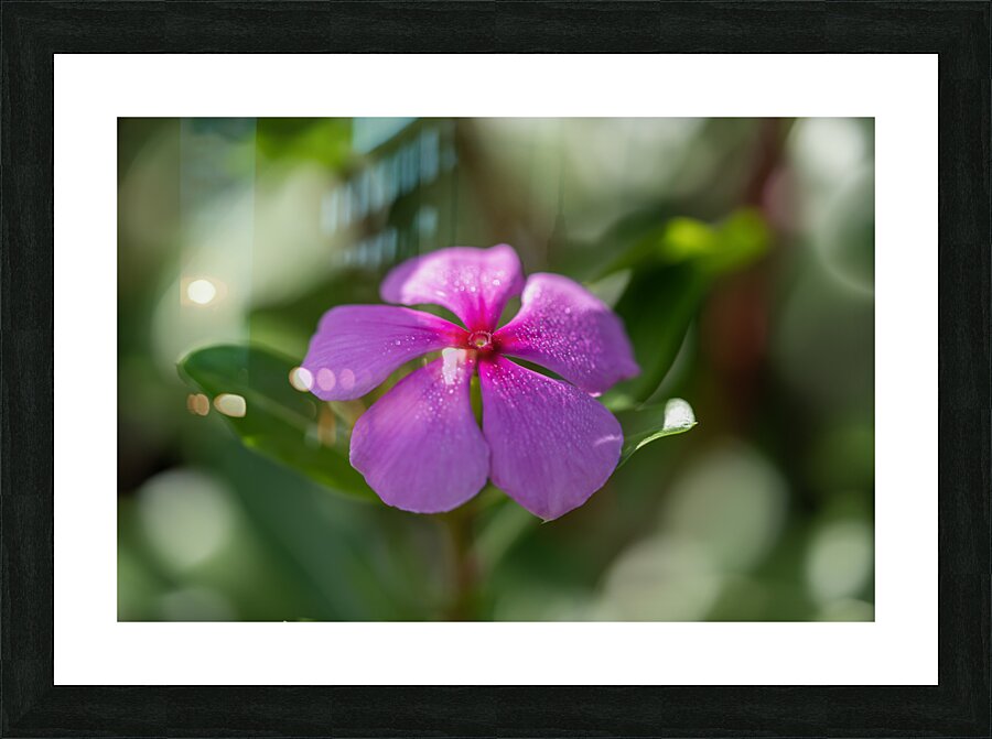 Pink Periwinkle Impression et Cadre photo