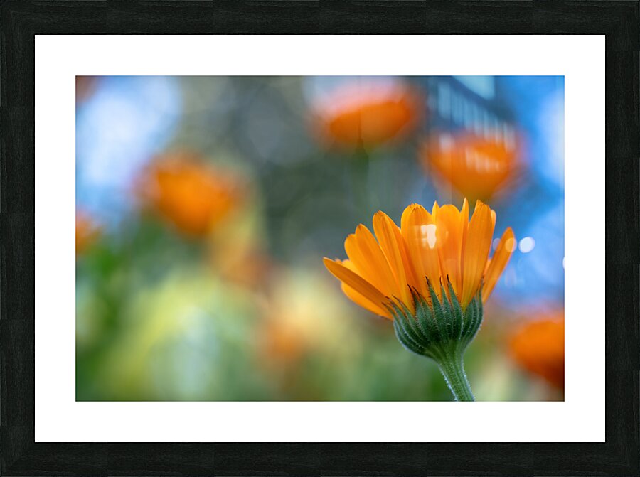 Foreground Picture Frame print