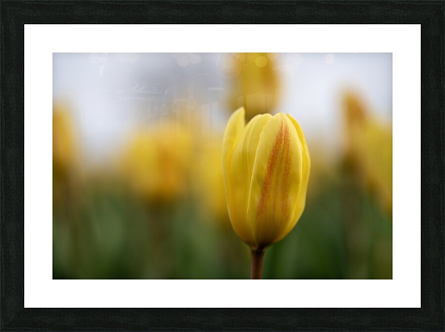 Yellow Radiance Impression et Cadre photo