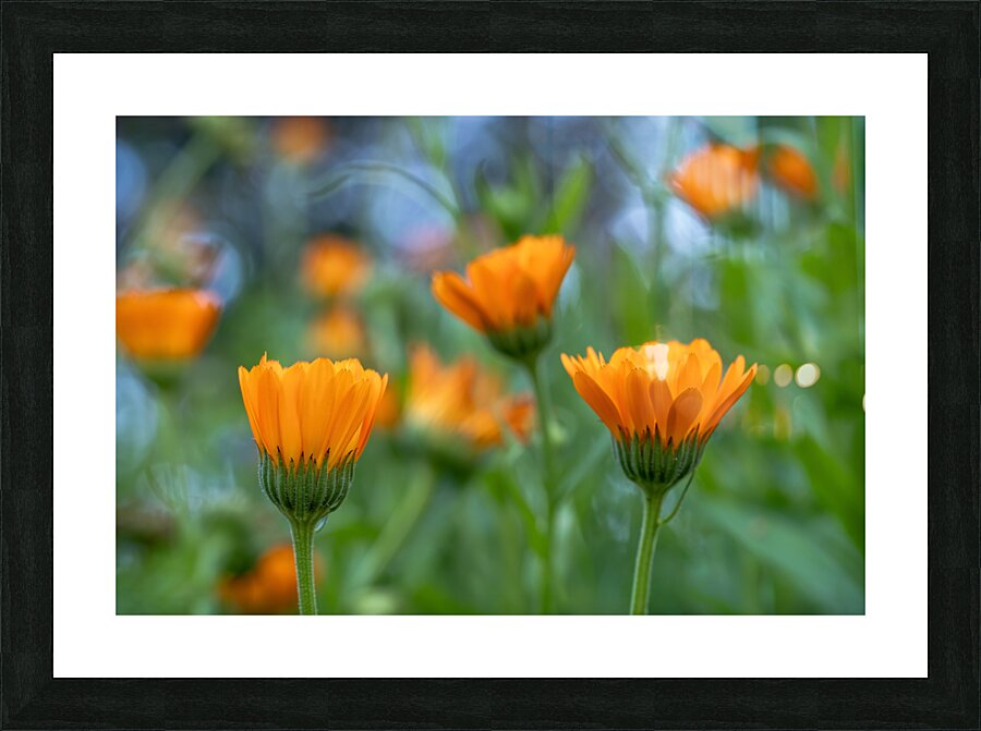 Pot Marigolds Picture Frame print
