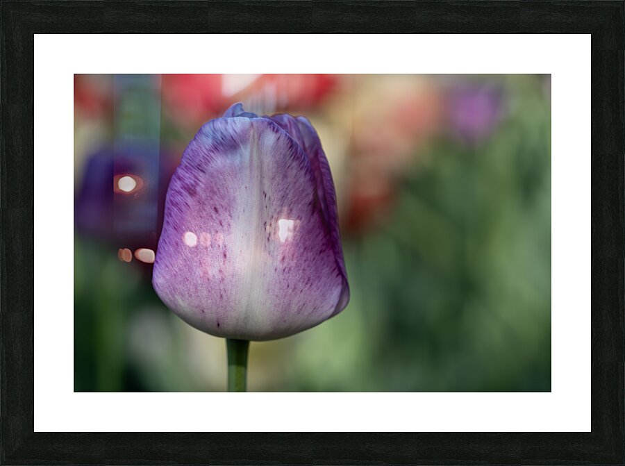 Purple Muse Picture Frame print