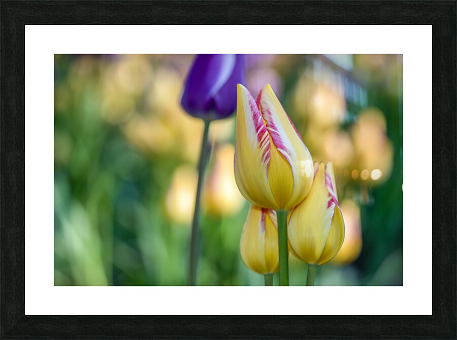 Sunlit Serendipity Picture Frame print