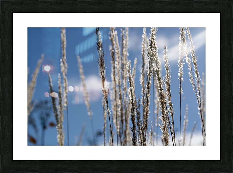 Silver Grass Picture Frame print