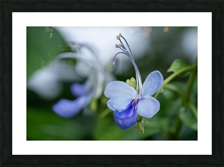 Beetle Killer Picture Frame print