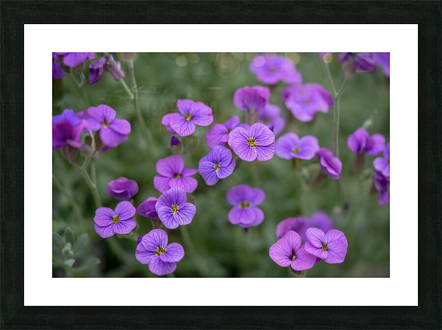 Lilacbush Picture Frame print