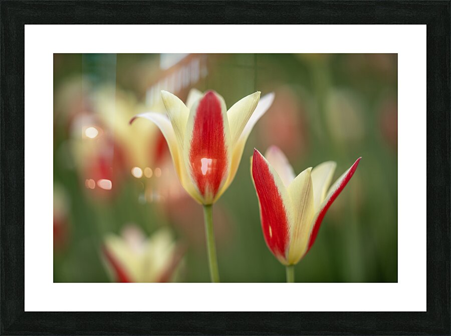 Tranquil Tulips Picture Frame print