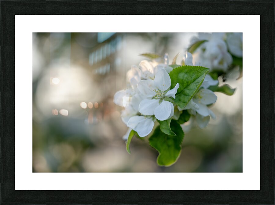 Whispering Blooms Picture Frame print