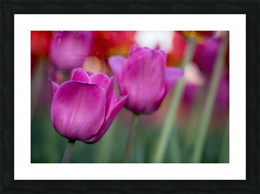 Bubblegum Bloom Bliss Picture Frame print