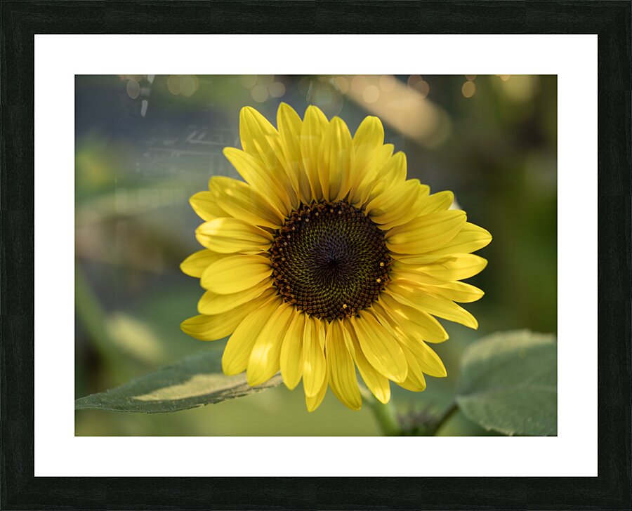 Common Sunflower Picture Frame print