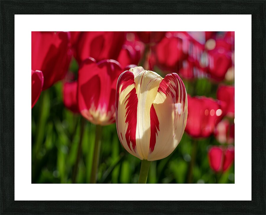 Petal Perfection Picture Frame print