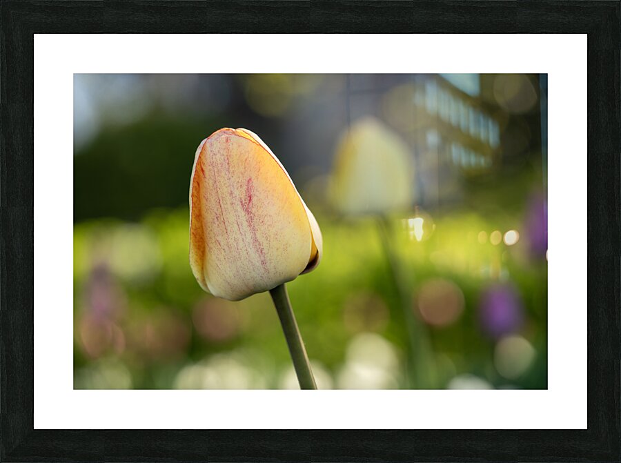 Yellow Tulip in the Field Picture Frame print