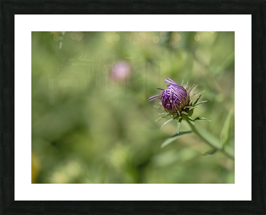 Aster Bud Picture Frame print
